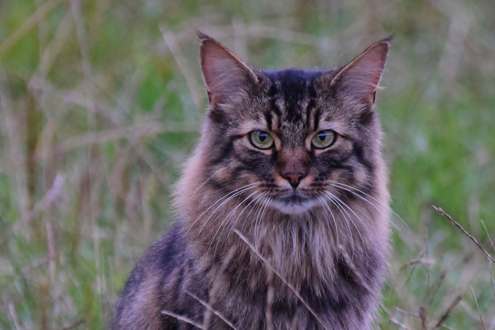 Löwen Katze