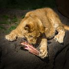 Löwen Kind Essen
