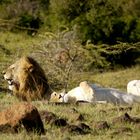 Löwen kurz vor der Paarung