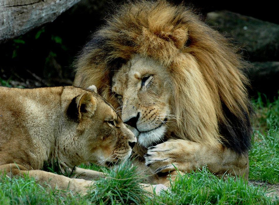 Löwen Liebe