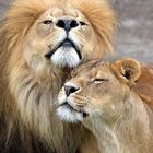 Löwen-Liebe