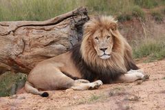 Löwen Männchen 