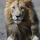 Löwen Männchen