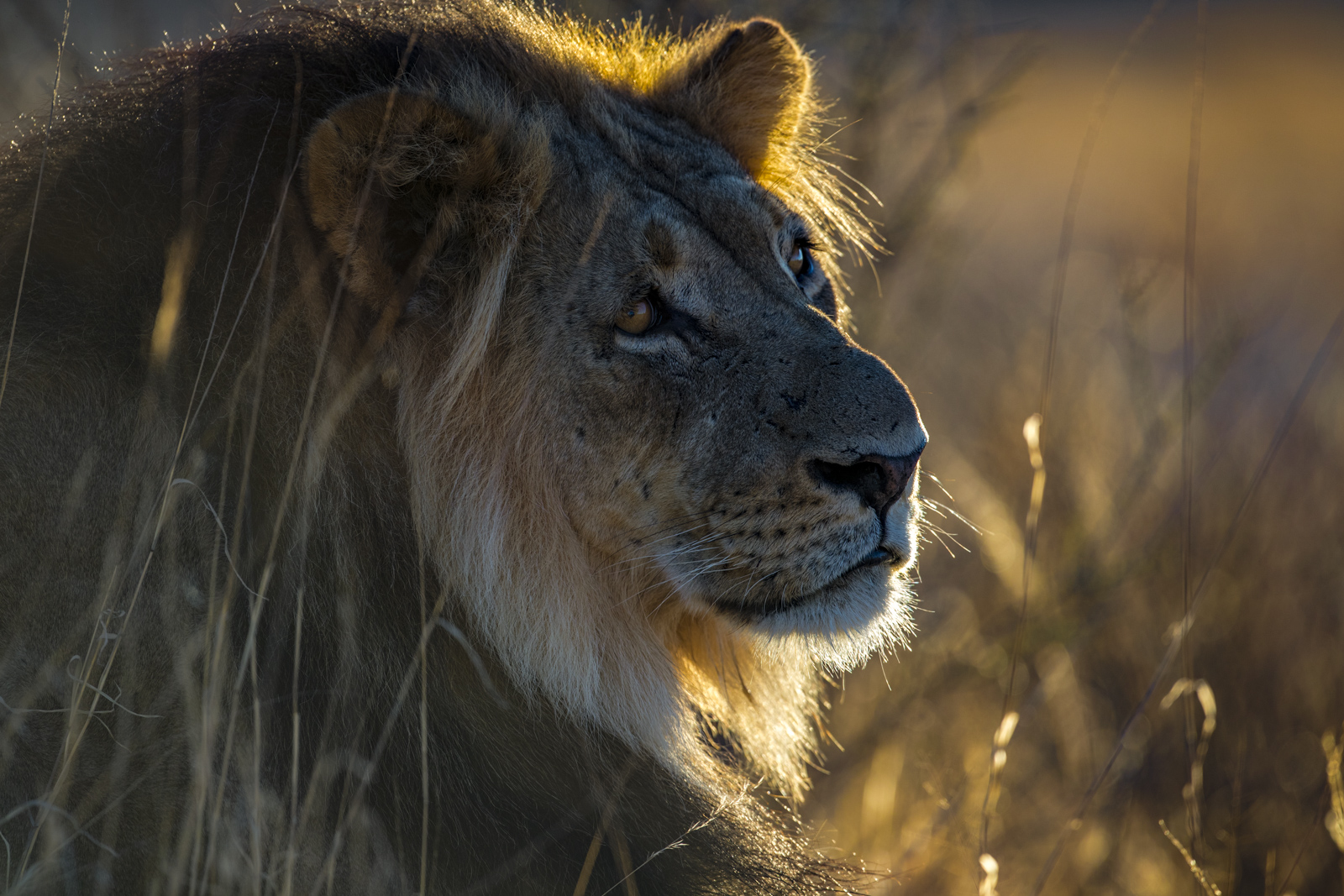 Löwen Männchen früh Morgens in der Kalahari