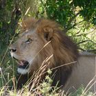 Löwen Mann in der Masai Mara 1