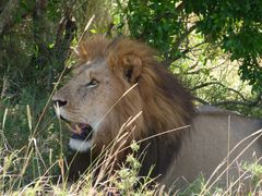 Löwen Mann in der Masai Mara 1