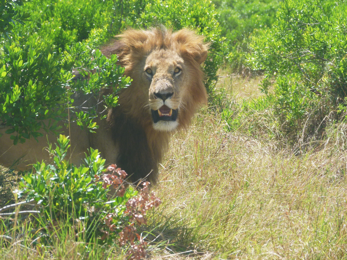 Löwen Mann in der Masai Mara