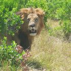 Löwen Mann in der Masai Mara