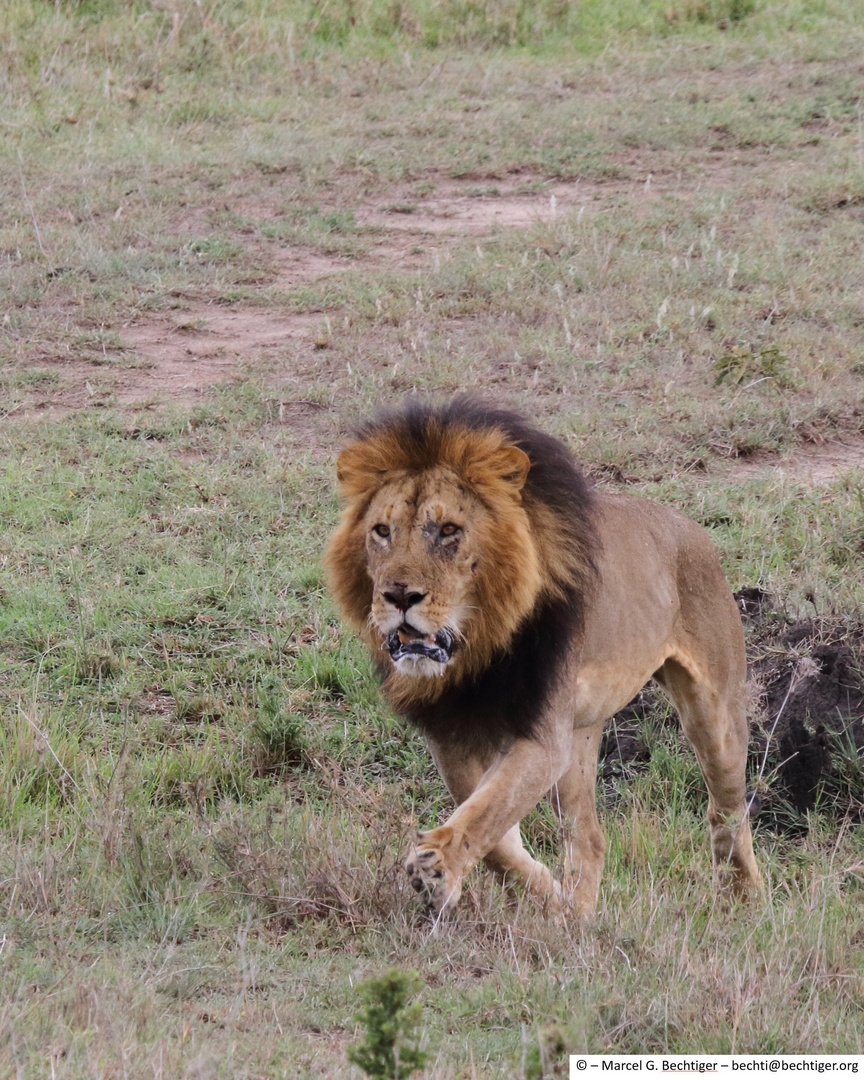 Löwen Masai Mara 2