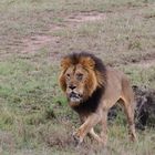 Löwen Masai Mara 2