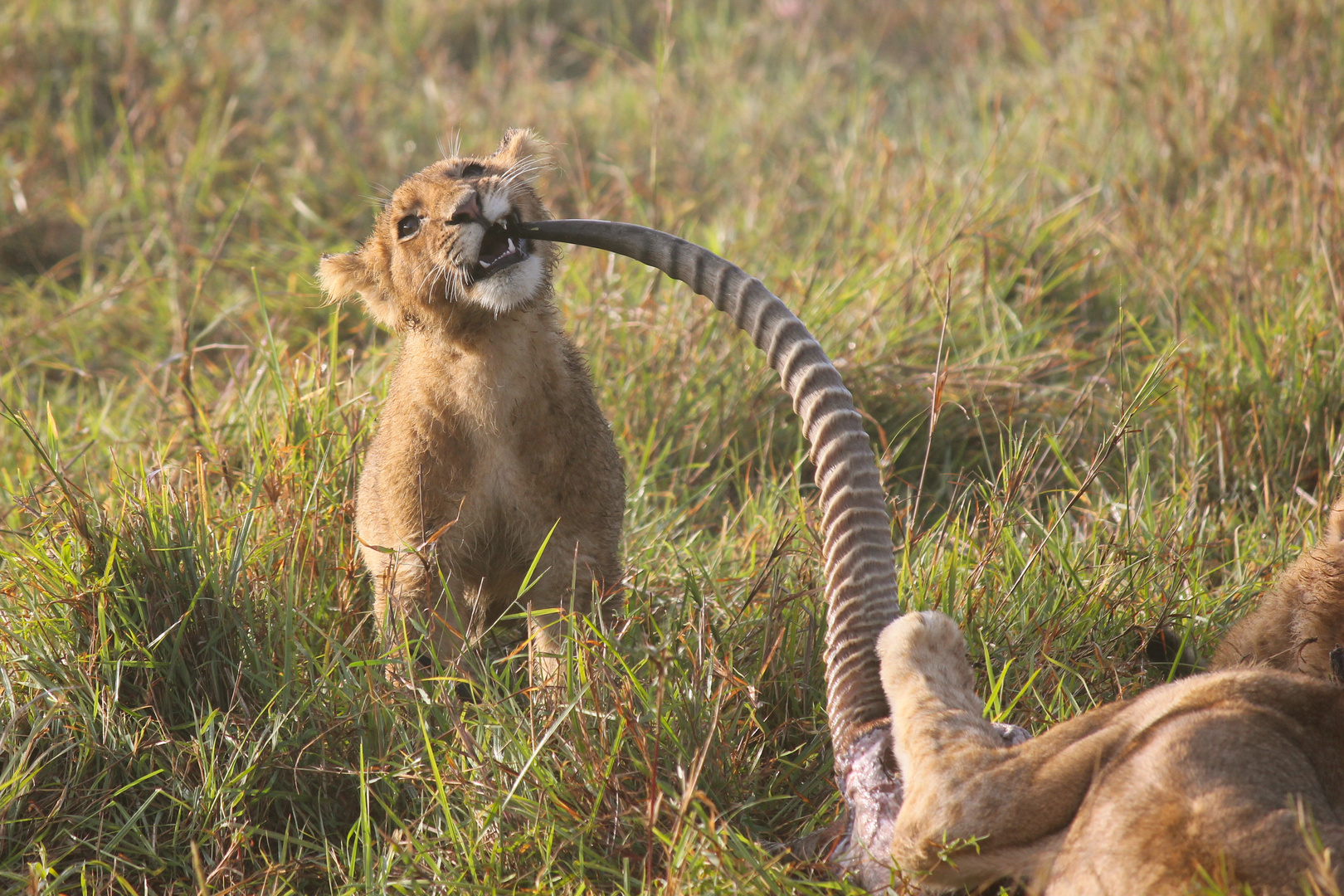 Löwen Masai Mara - Zahnstocher