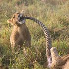 Löwen Masai Mara - Zahnstocher