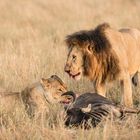 Löwen mit Beute