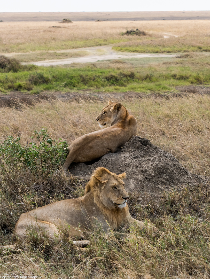 Löwen, mit Blick auf die Serengeti