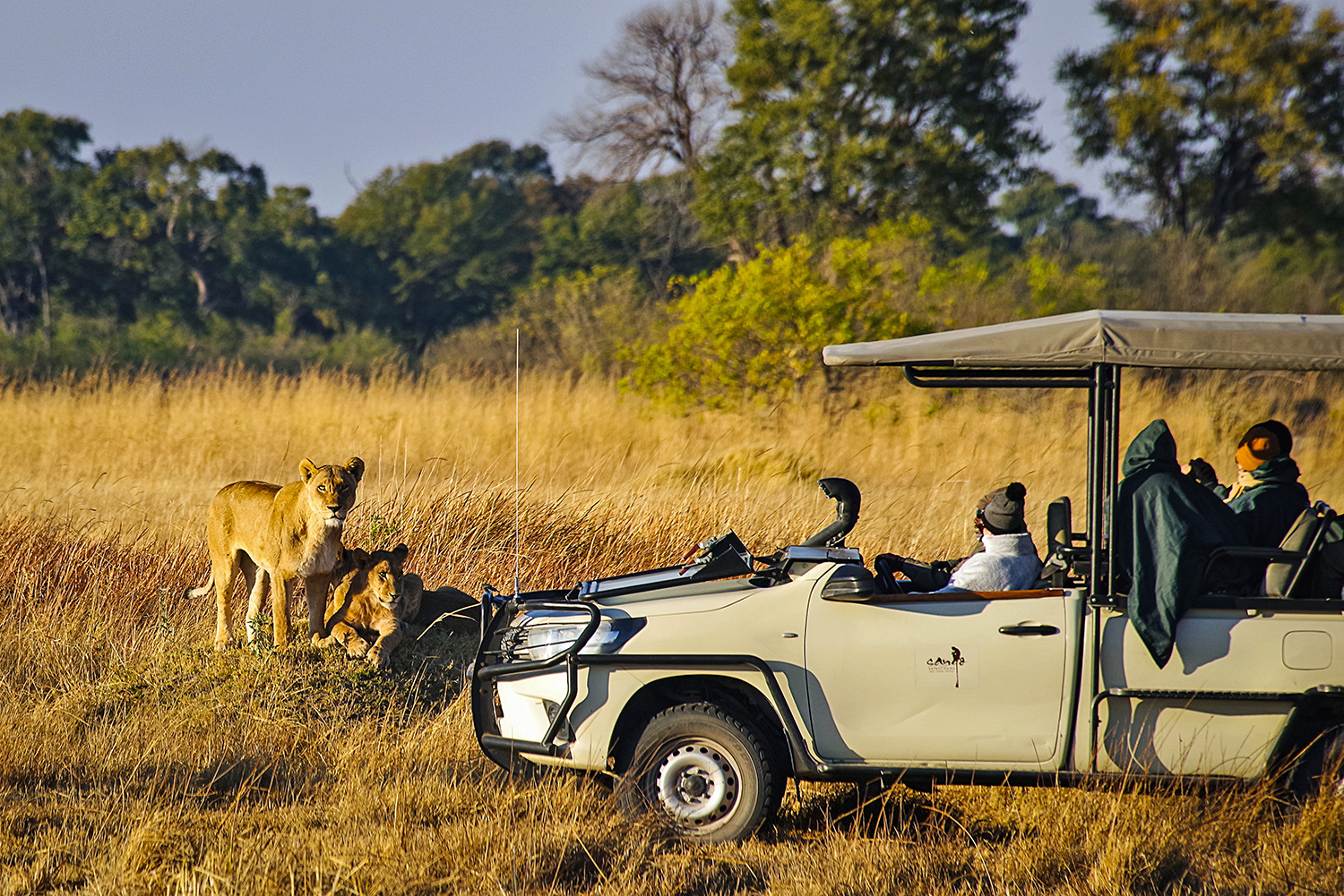 Löwen, Moremi NP 