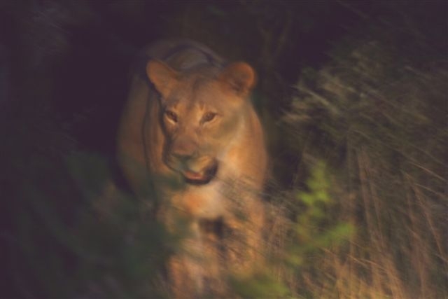 Löwen - Nachts im Busch