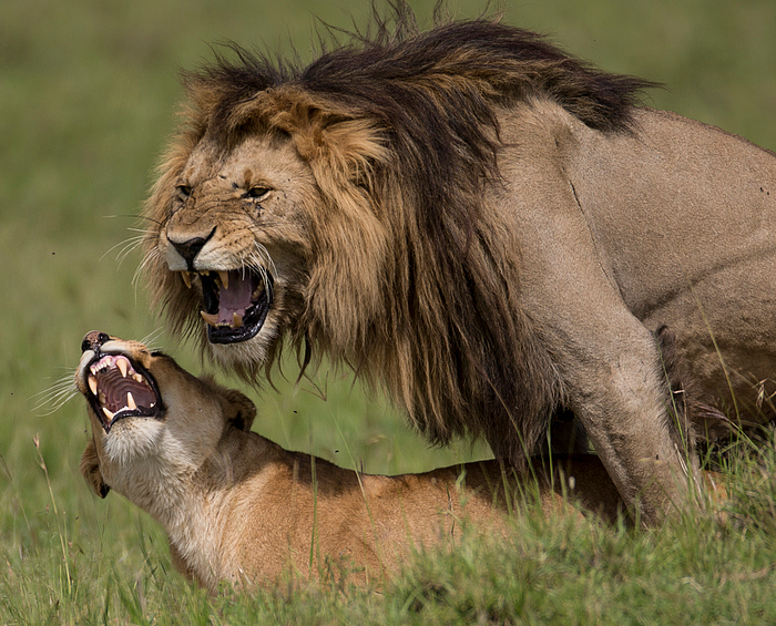 Löwen Paarung Foto & Bild  tiere, wildlife, säugetiere Bilder auf