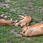 Löwen (Panthera leo)