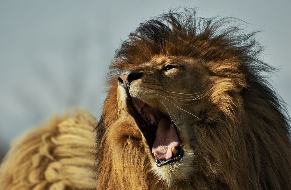 Löwen-Portrait 002 Foto & Bild | deutschland, europe, nordrhein