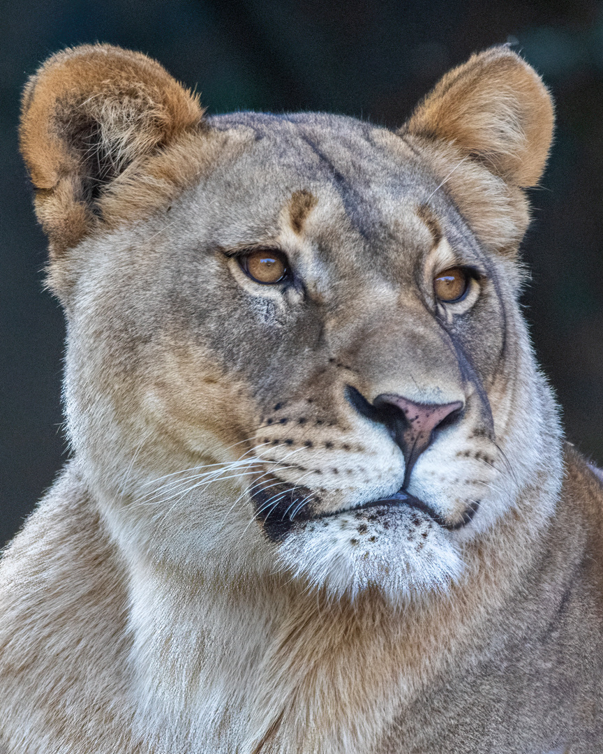 Löwen-Portrait