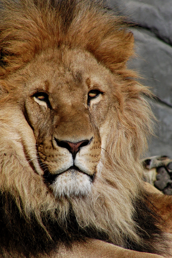 Lowen Portrait Foto Bild Tiere Zoo Wildpark Falknerei Saugetiere Bilder Auf Fotocommunity