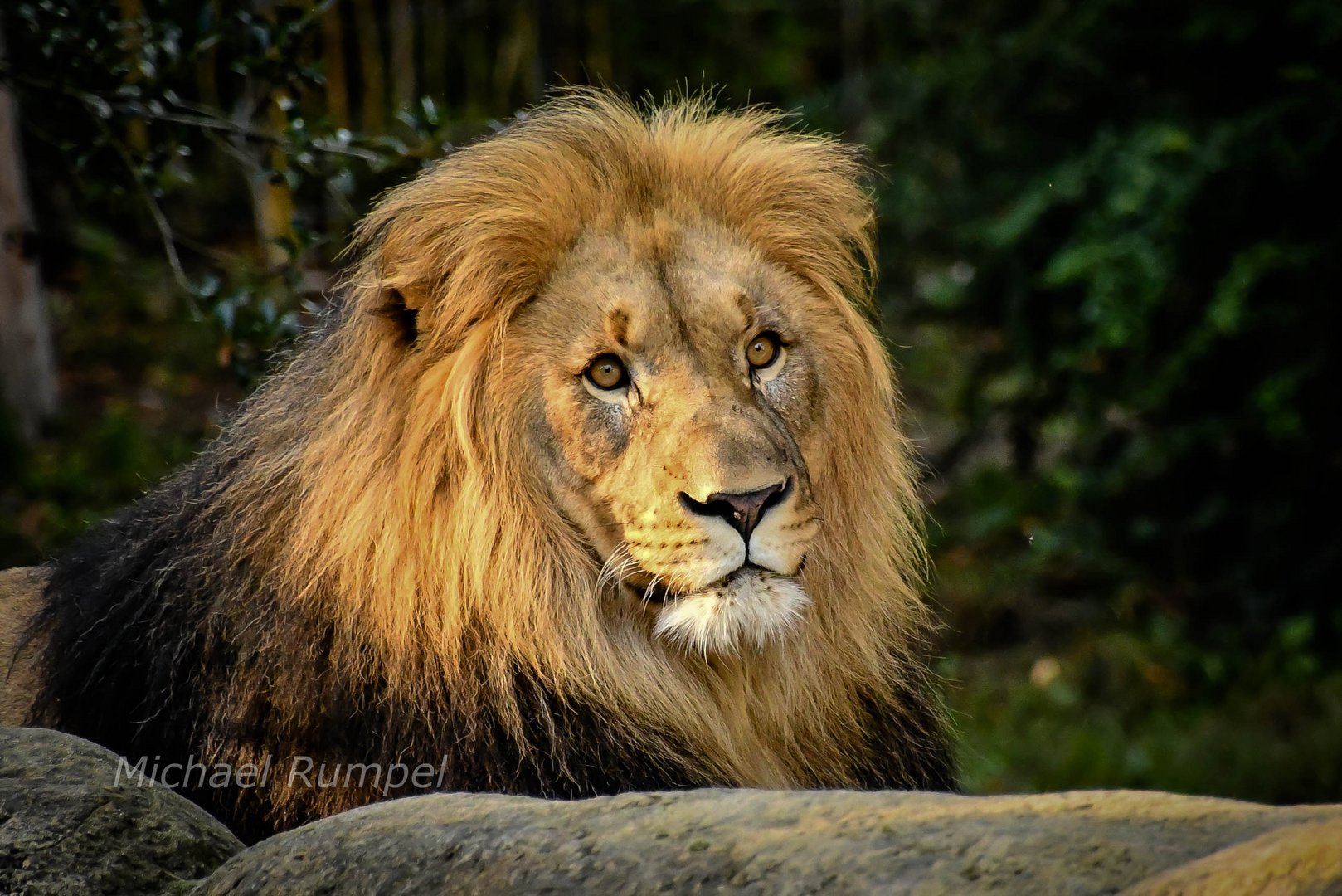 Löwen Portrait 