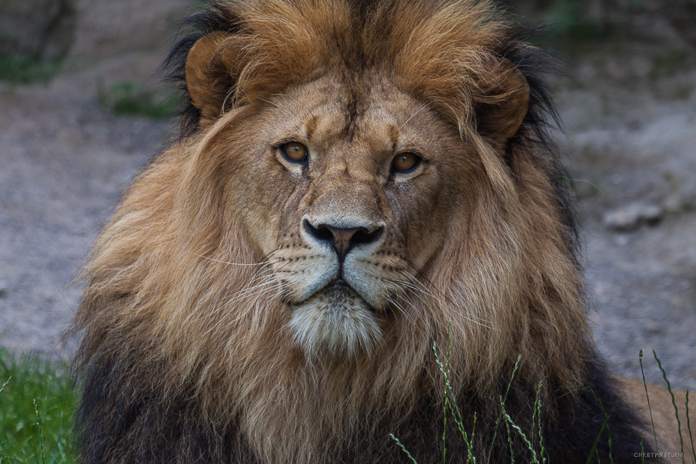 Löwen Portrait