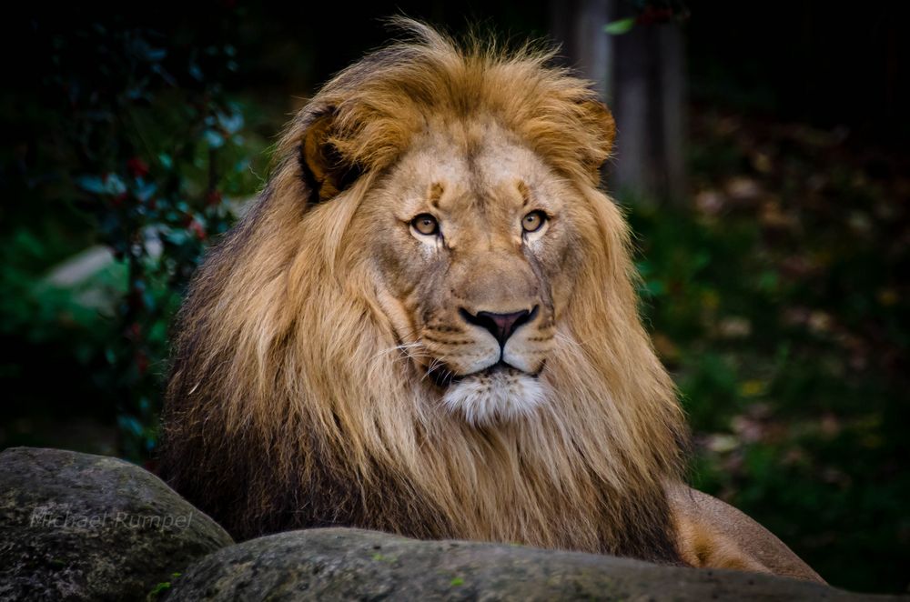 Löwen Portrait Foto & Bild | fotos, natur, zoo Bilder auf fotocommunity