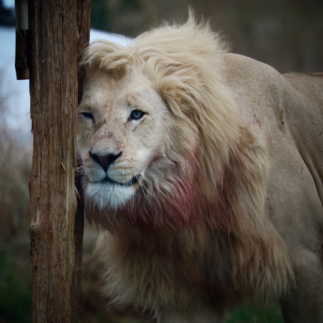 Löwen Portrait 