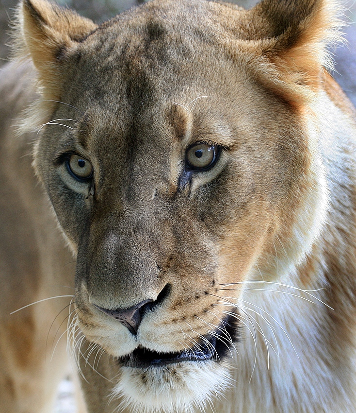 Löwen - Portrait