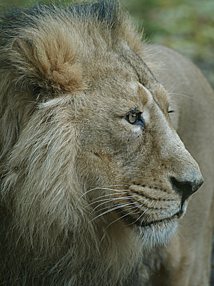 Löwen – Portrait