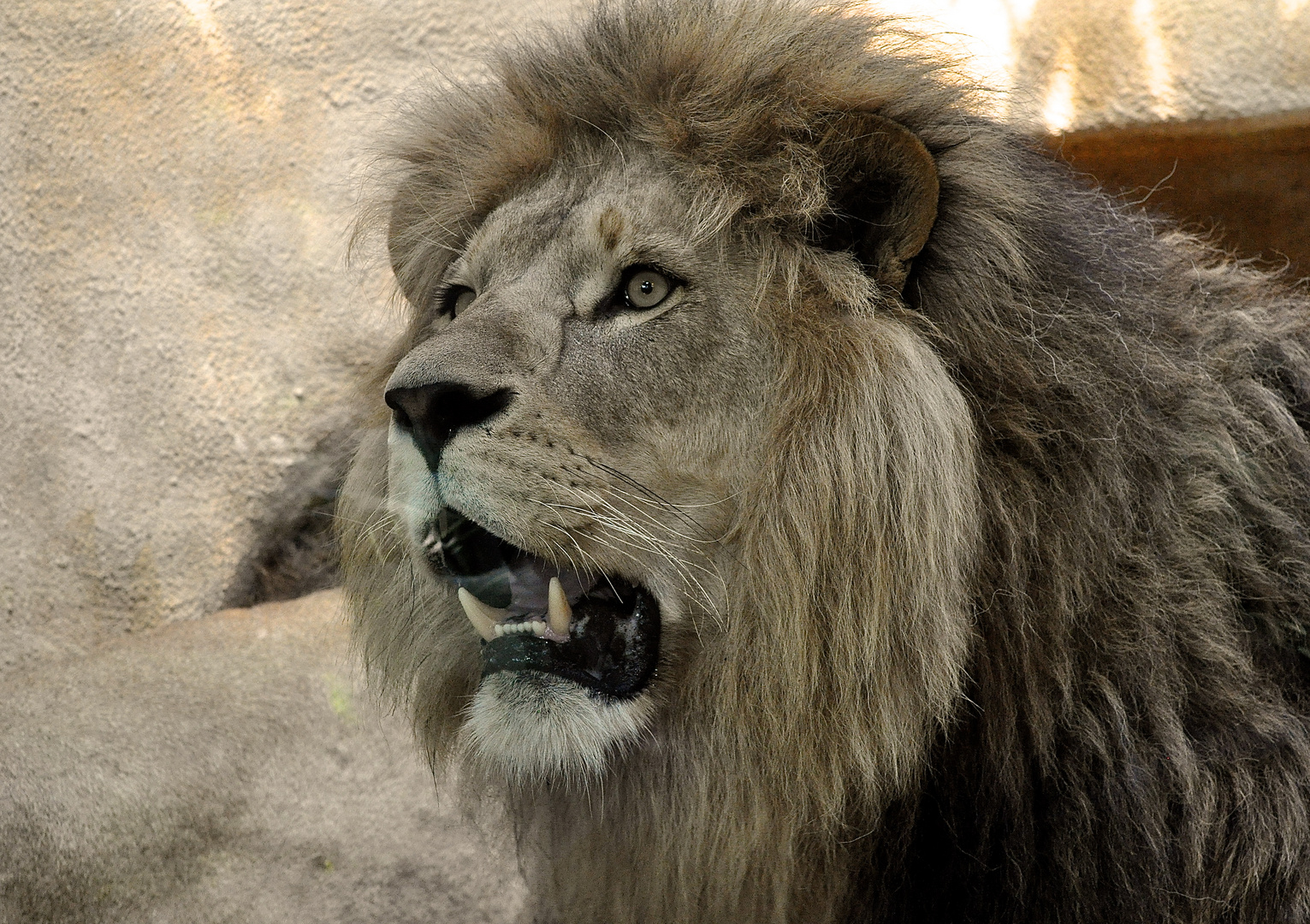 Löwen Portrait
