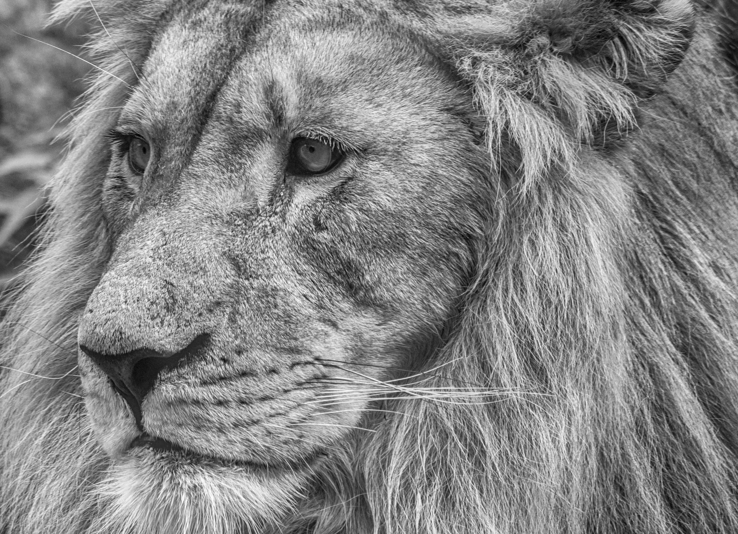 Lowen Portrait Foto Bild Tiere Tierdetails Portrait Bilder Auf Fotocommunity