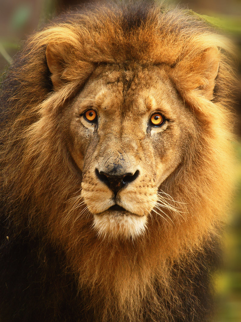 Lowen Portrait Foto Bild Tiere Zoo Wildpark Falknerei Saugetiere Bilder Auf Fotocommunity