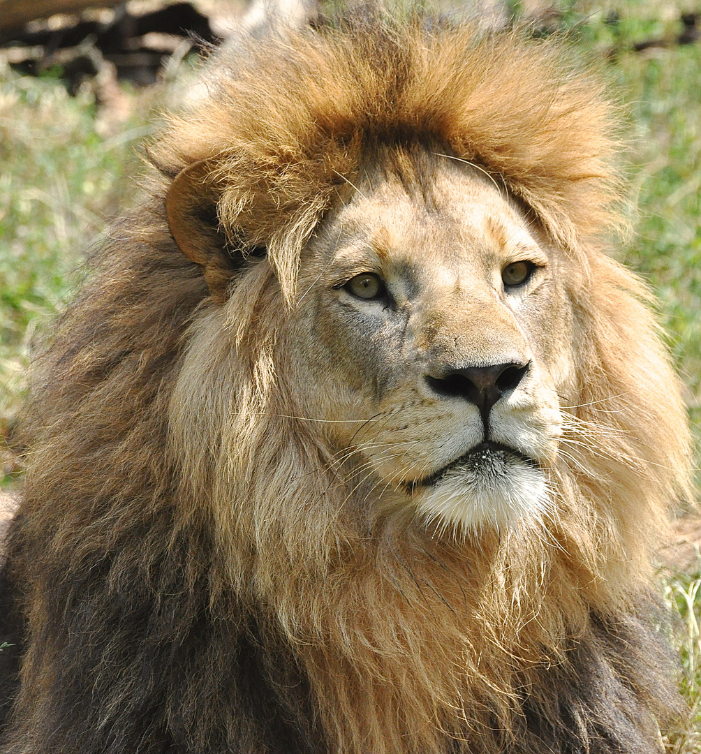 Löwen Portrait