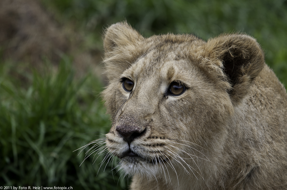 Löwen-Portrait