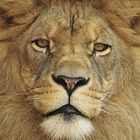 Löwen Portrait