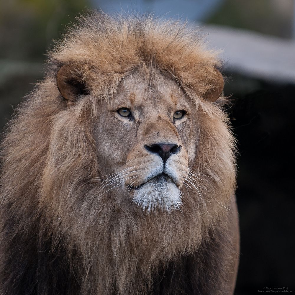 Löwen-Portrait III (Max oder Benny?)