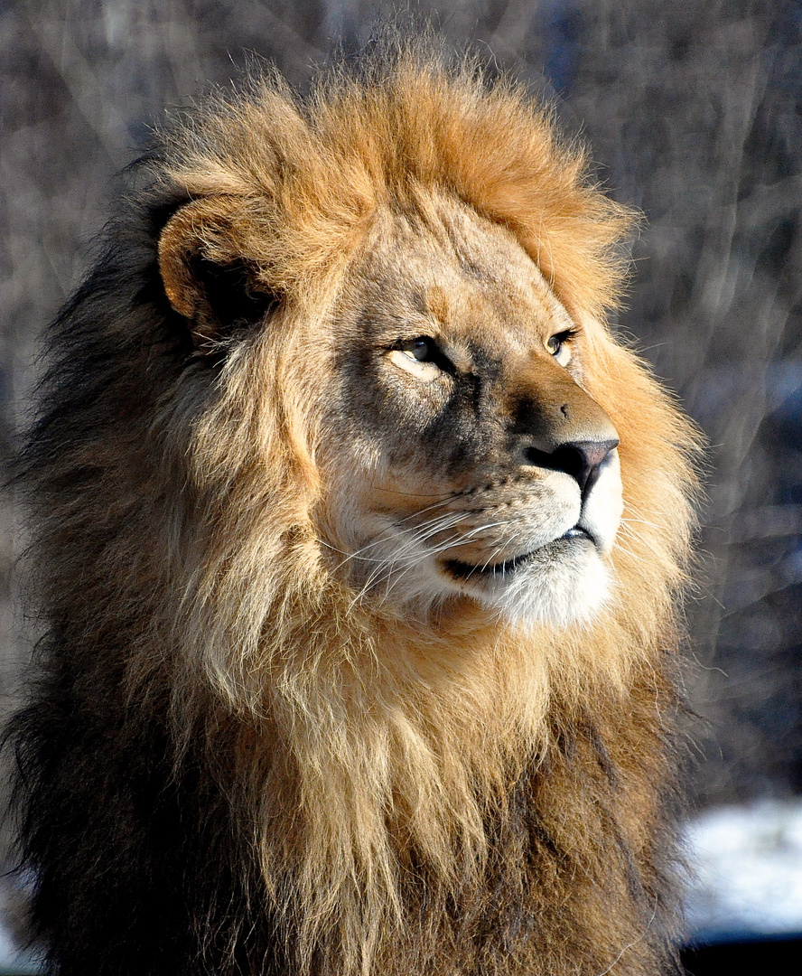 Löwen Portrait mit Blick zur Seite