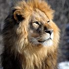 Löwen Portrait mit Blick zur Seite
