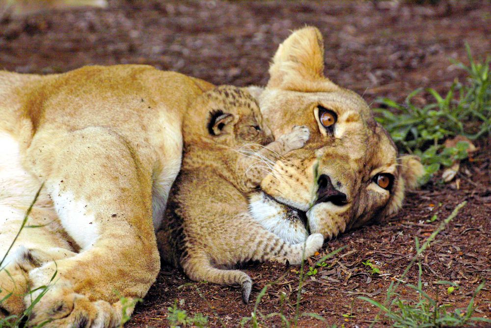 Löwen Portrait von Mutter und Kind 