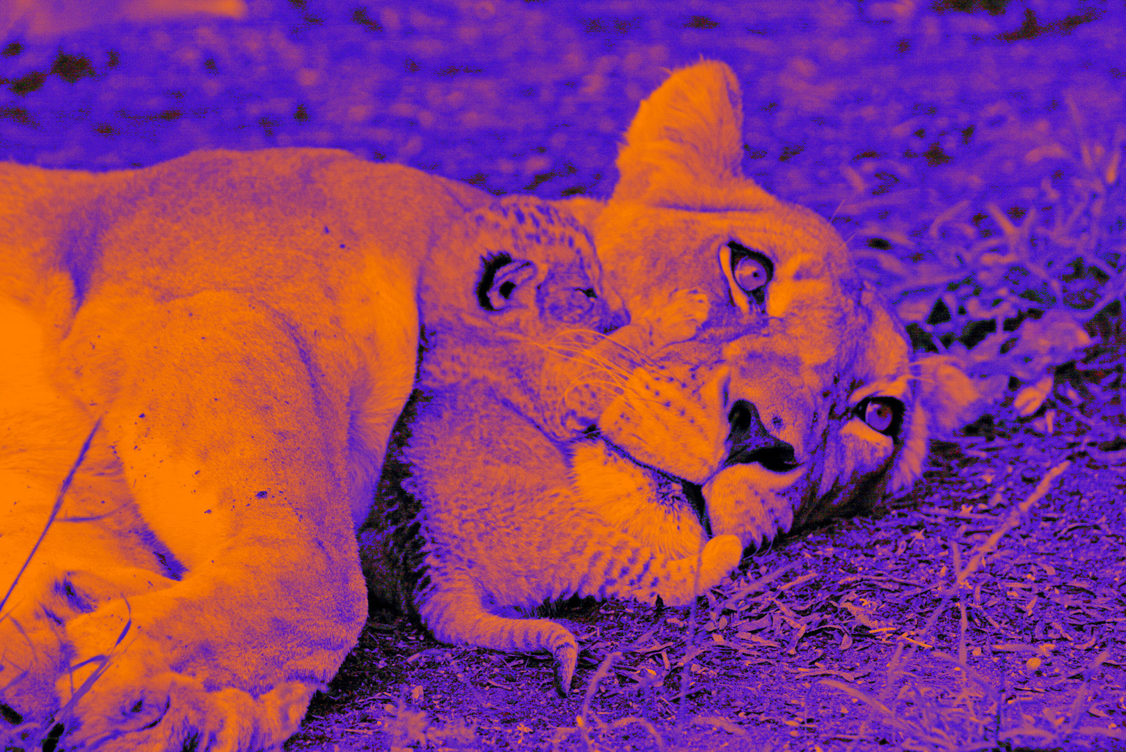 Löwen Portrait von Mutter und Kind digiart