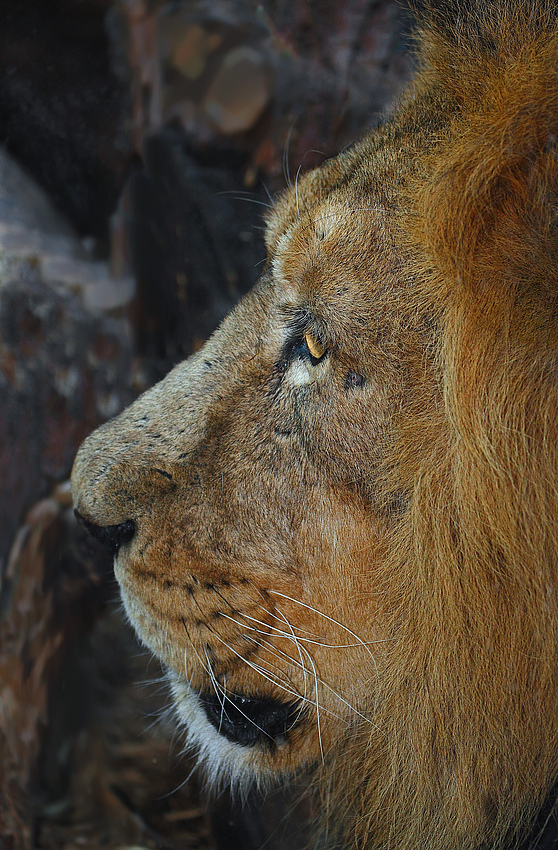 Löwen Profil