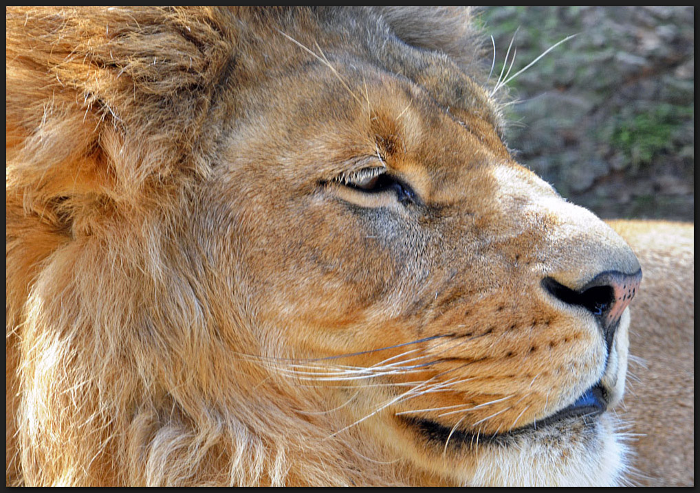 Löwen-Profil