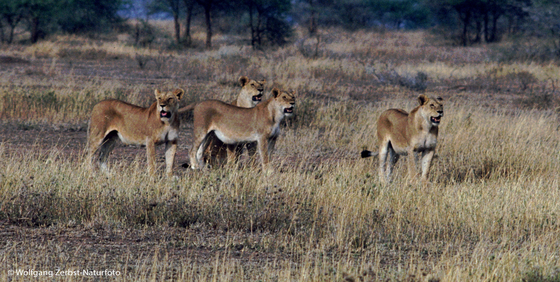 --- Löwen-Rudel in der Massai Mara, Kenia ---