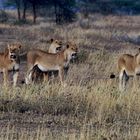 --- Löwen-Rudel in der Massai Mara, Kenia ---