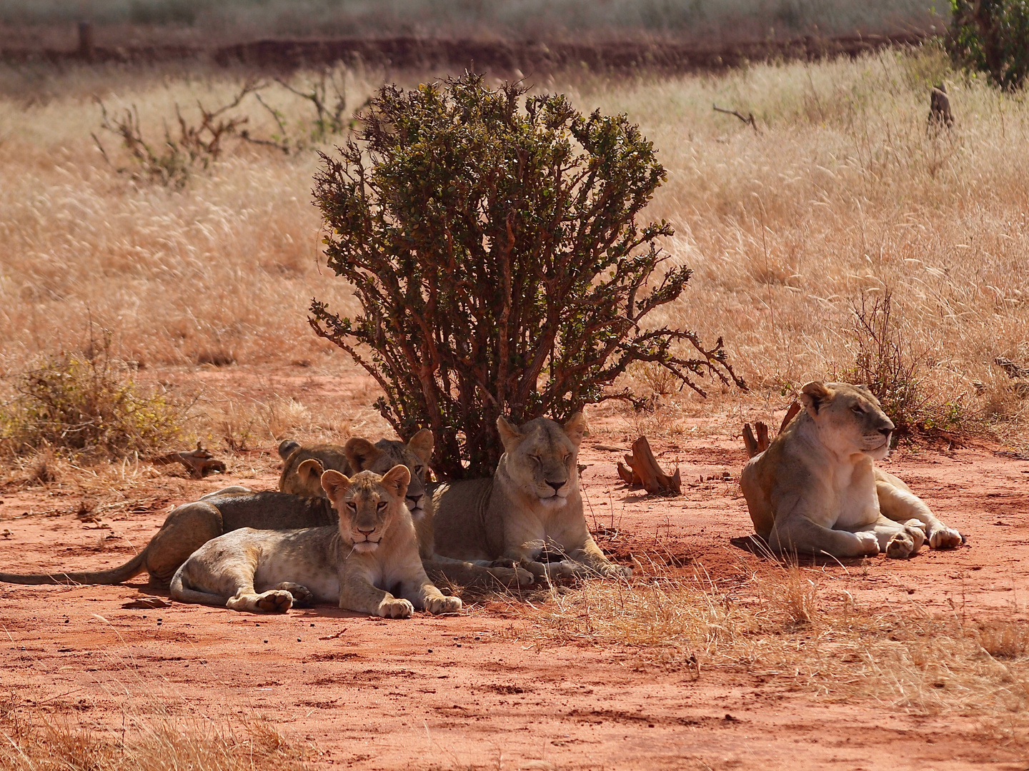 Löwen Rudel in Tsavo Ost(Kenia)