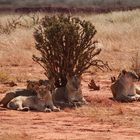 Löwen Rudel in Tsavo Ost(Kenia)