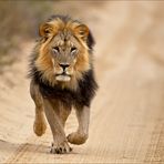Löwen Running in der Kalahari