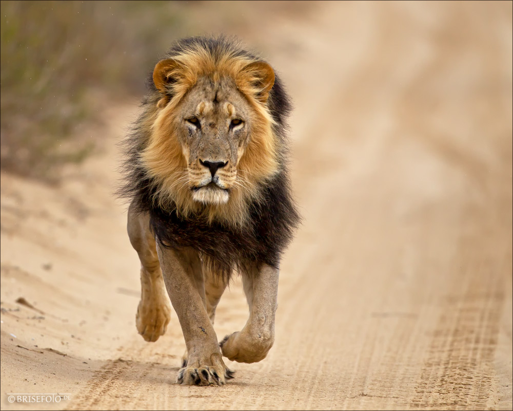 Lowen Running In Der Kalahari Foto Bild Africa Southern Africa South Africa Bilder Auf Fotocommunity
